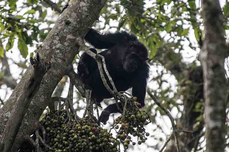 09 - Chimpance - parque nacional de Nyungwe - Ruanda